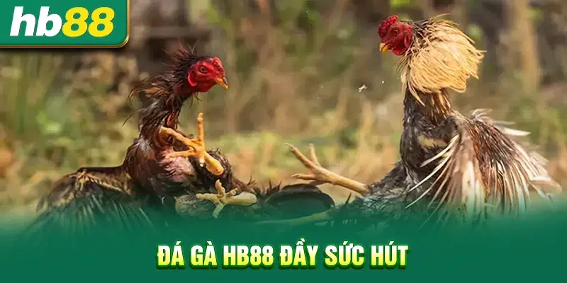 Đá gà HB88 đầy sức hút